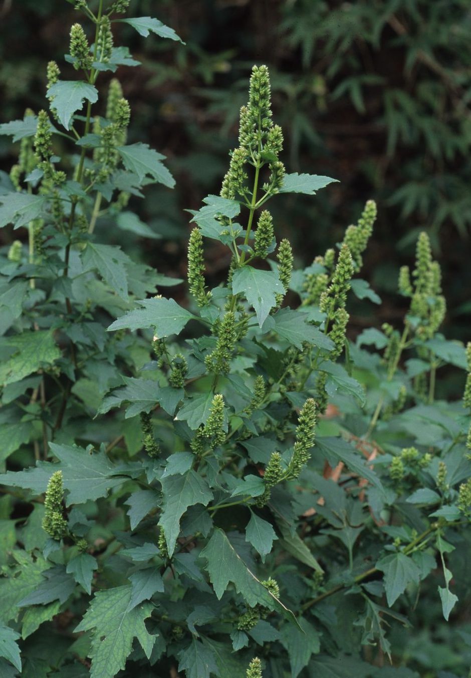  p> b>短冠刺蕊草 /b>(学名: b> i>pogostemon brevicorollus /i> /b>