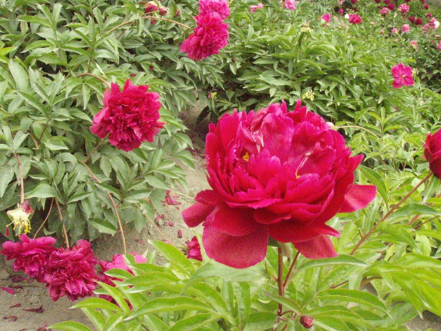 牡丹花芍药花 总是傻傻分不清 百科ta说