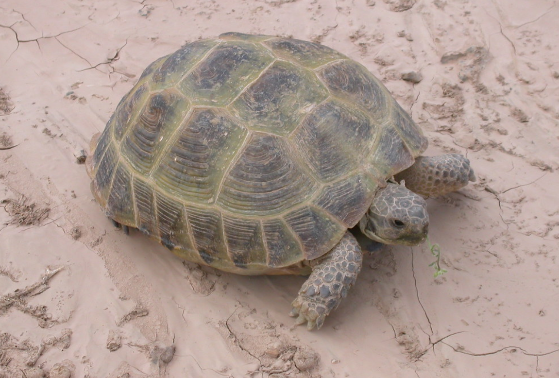  p>四爪陆龟( i>testudo horsfieldii /i>):又叫草原龟,是爬行纲,陆龟