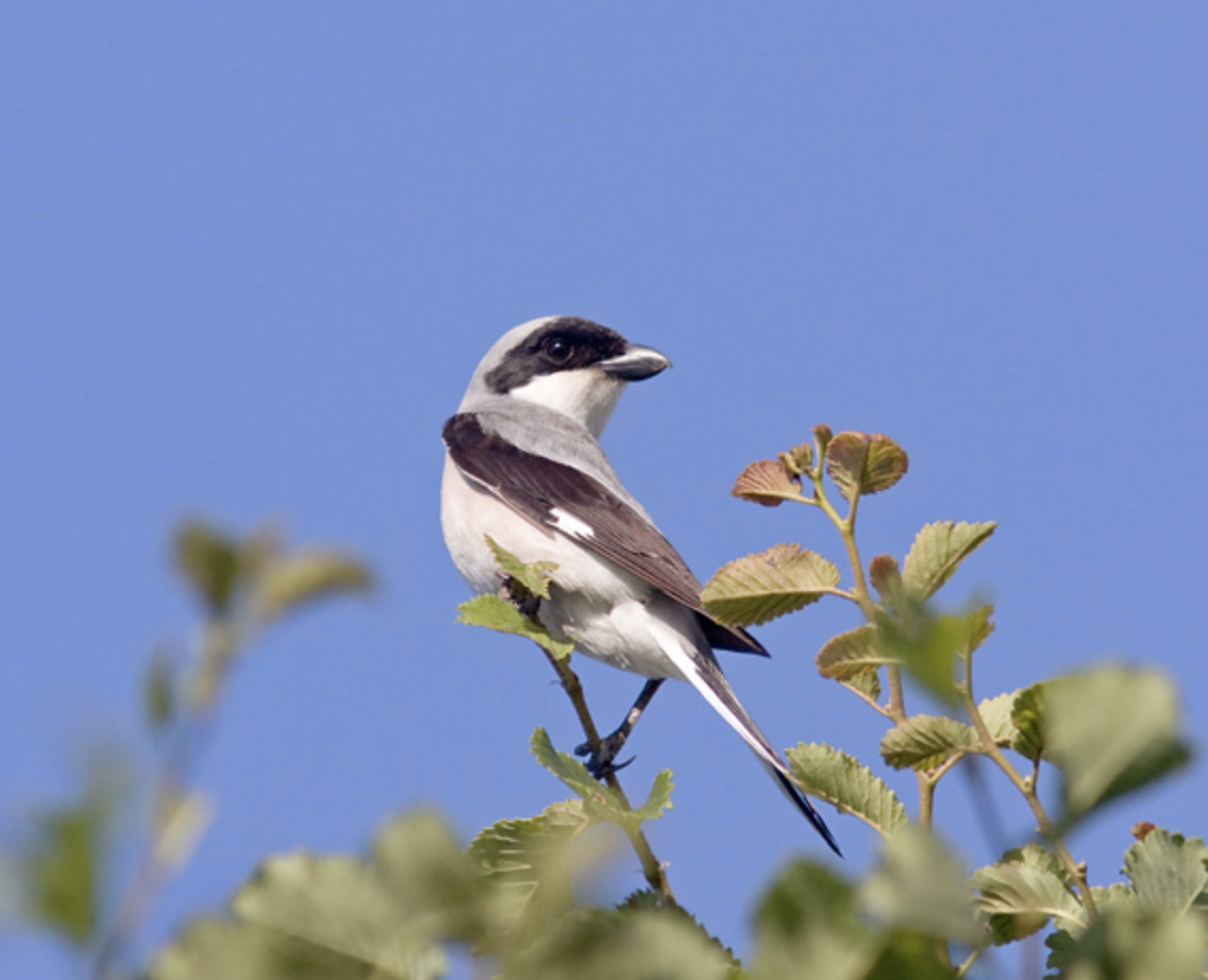  p>黑额伯劳(学名: i>lanius minor /i>)是伯劳科,伯劳属中型鸟类,体
