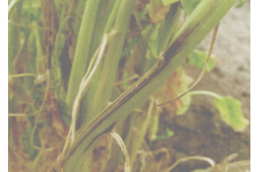 菠菜茎枯病