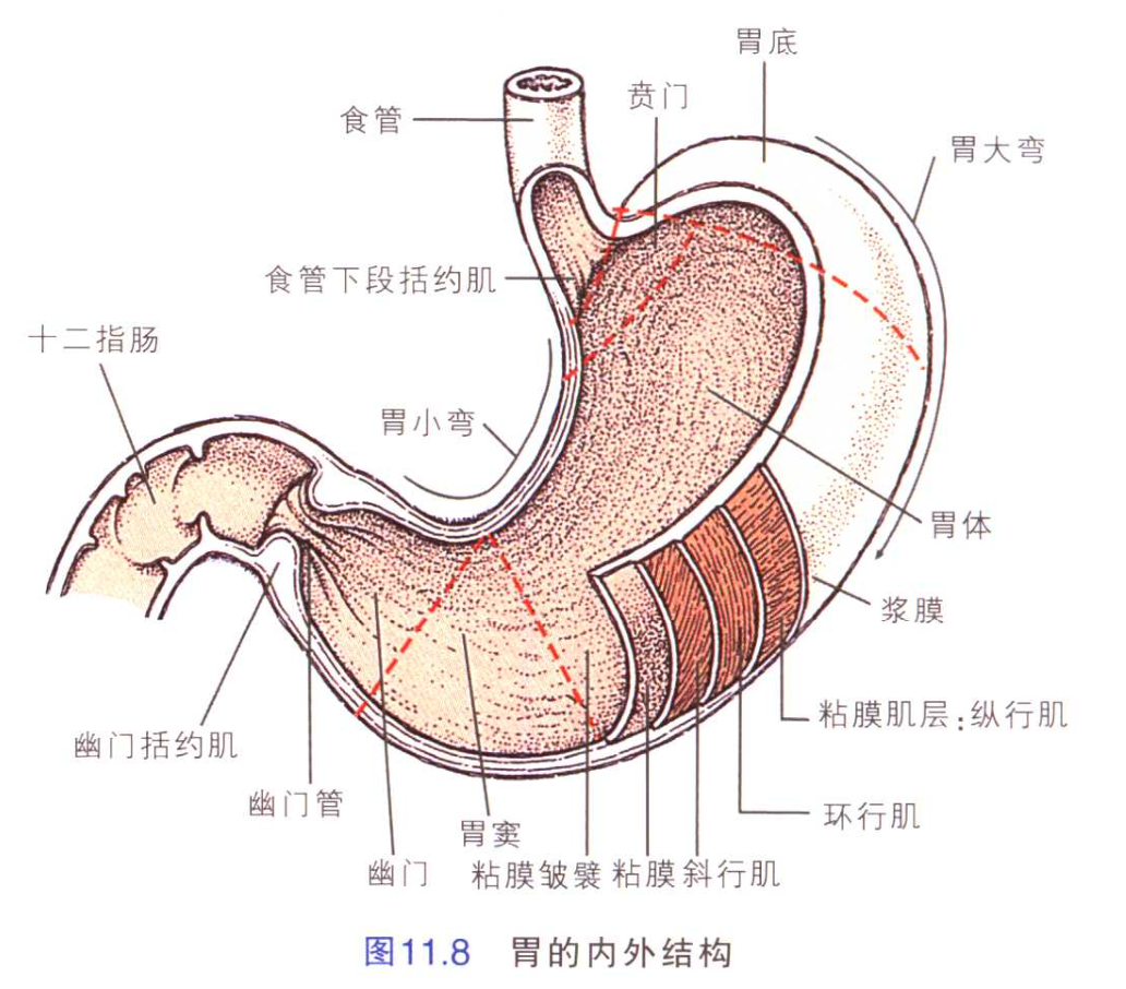 p data-id="gnx3amee5z">胃是人体的 a target="_blank" href="/item