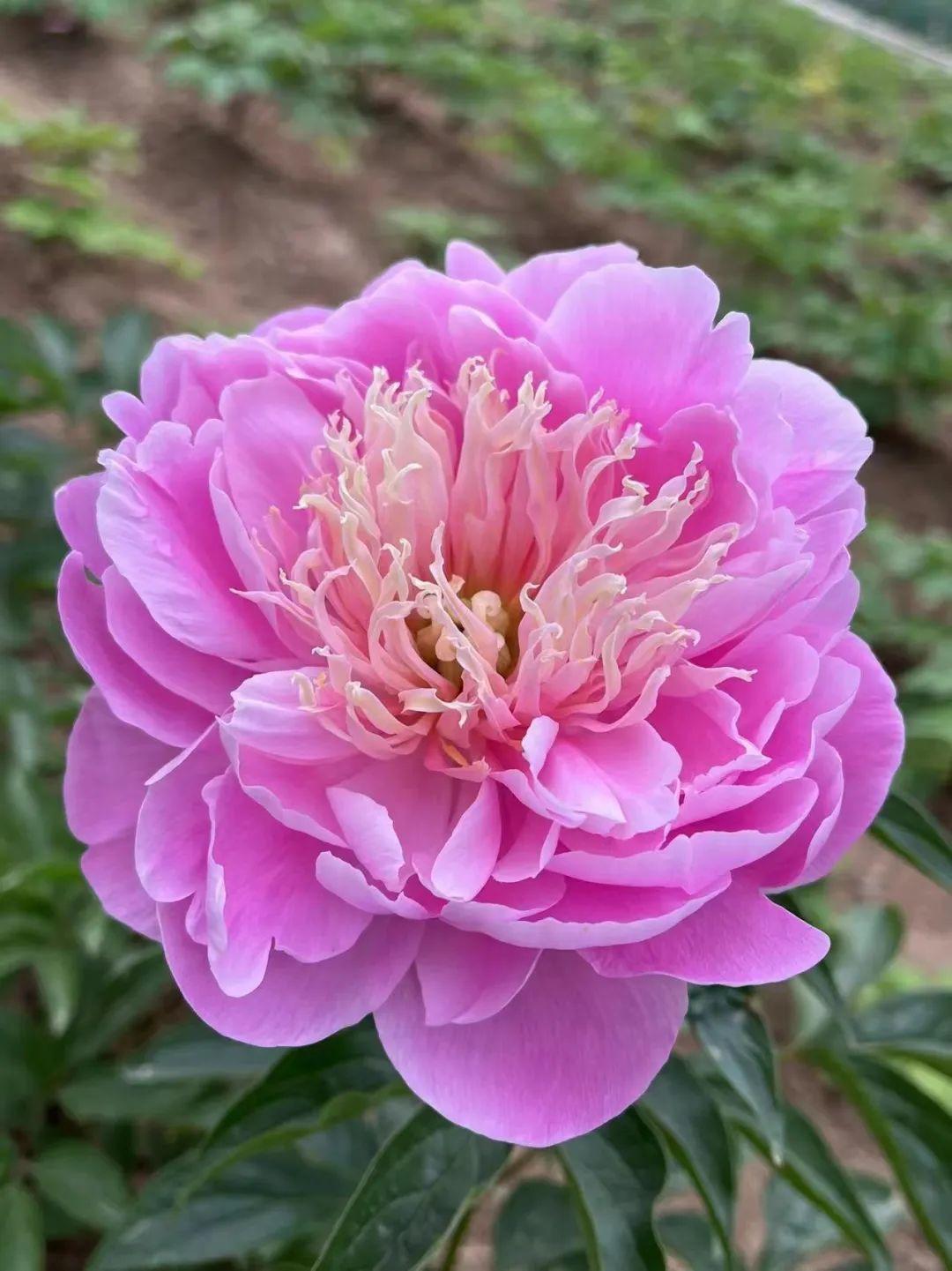  p data-id="uck3tpvbiu4i">乡村艺术家,中国芍药品种. /p>