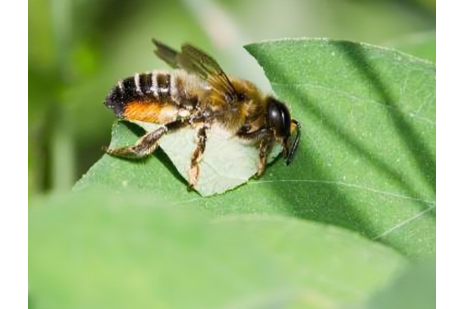  p>北京小蠹刺角金小蜂是动物界节肢动物门昆虫纲