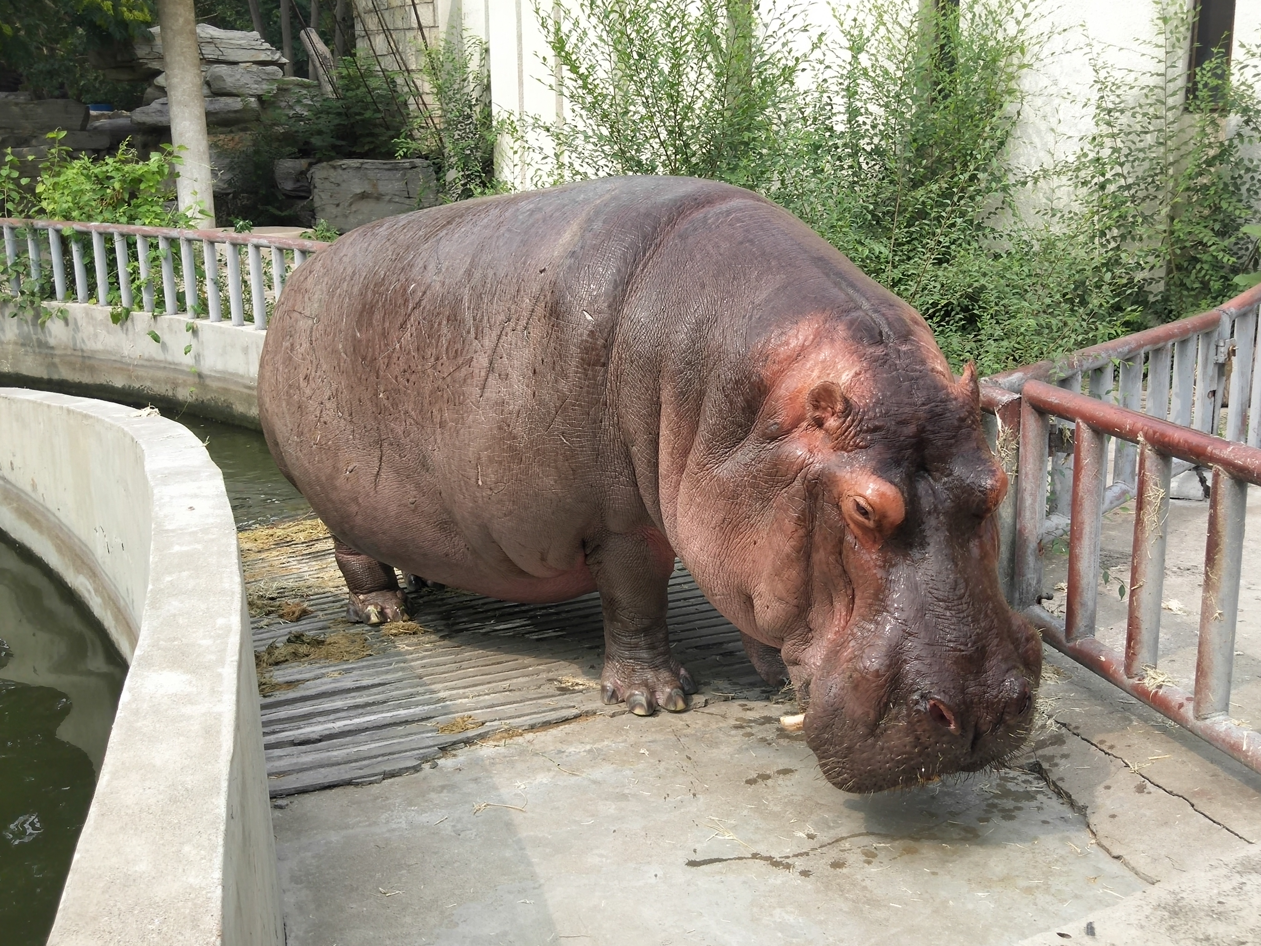  p>河马科 hippopotamidae偶蹄目的 1科.共有2属2种.