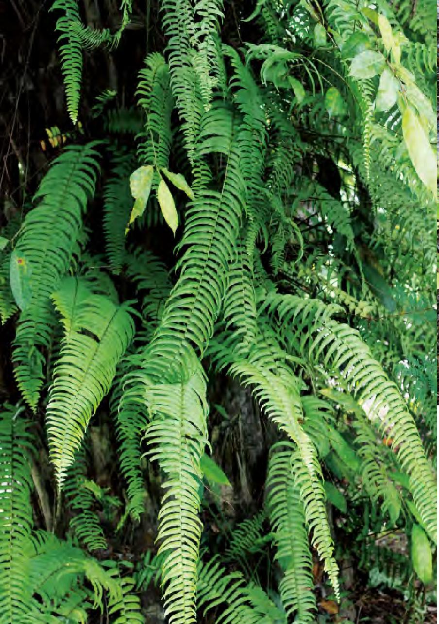  p data-id="gn8k5y6q1l">镰叶肾蕨( i>nephrolepis falciformis /i>