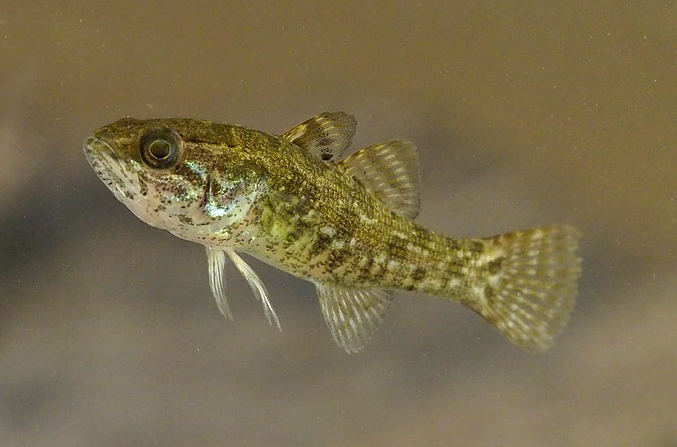 体形粗短,略呈纺锤形,前部呈圆筒形,后部侧扁.