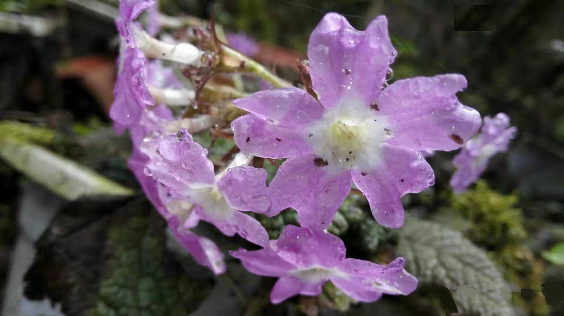  p>卵叶雪山报春(学名:primula elizabethae ludlow apud w. w.