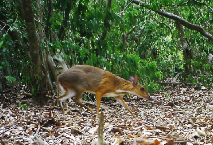  p>越南鼷鹿(学名: i>tragulus versicolor /i>):是鼷鹿科,鼷鹿属动物