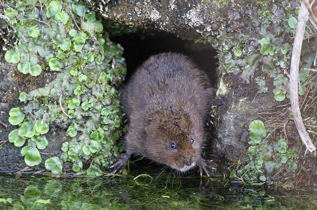  p>根田鼠(学名: i>microtus oeconomus /i>)体