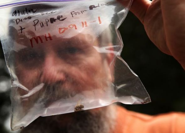  p>僵尸蜜蜂是指蜜蜂遭一种寄 a href="#">生蝇 /a>感染后,变得行为