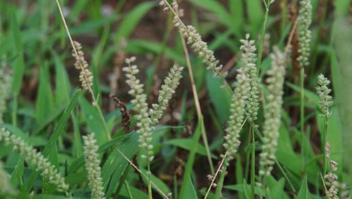  p>锋芒草(学名: b>tragus /b>&nbsp; b>mongolorum /b>&nbsp