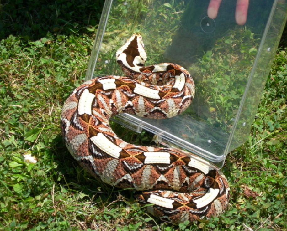  p>温泉蛇,thermophis baileyi (wall,1907),游蛇科温泉蛇属,是中国独