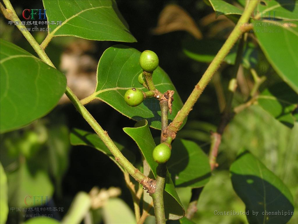  p>冬青(ilex chinensis sims):是 a target="_blank" href="/item/无