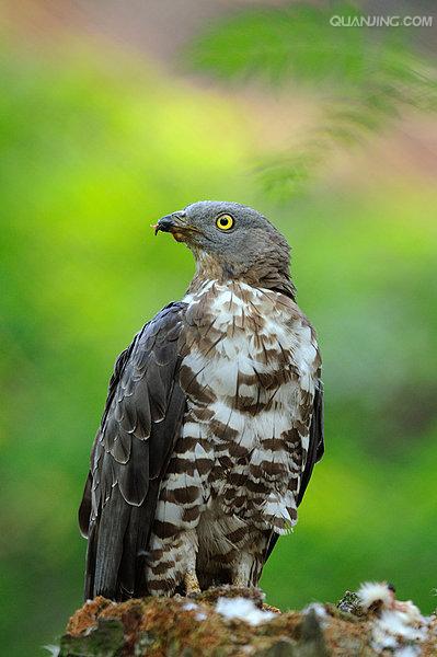  p>鹃头蜂鹰(学名: i>pernis apivorus /i>)为鹰科蜂鹰属的 a target=