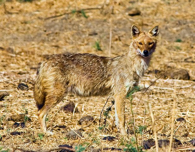  p>金豺(学名: i>canis aureus /i>):共有8个 a href="#" data-lemma