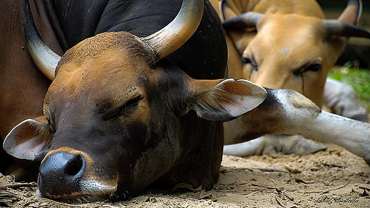  p>爪哇野牛(学名: i>bos javanicus /i>)是牛科,牛属动物.