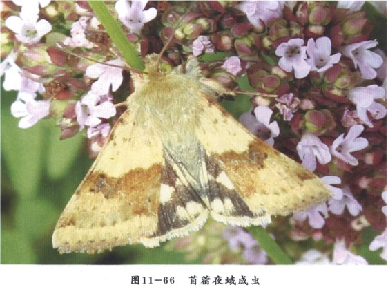  p>苜蓿夜蛾,昆虫名,为鳞翅目,夜蛾科.