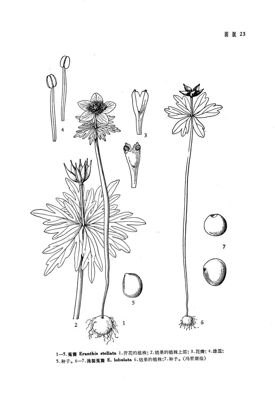 wang),多年生草本植物, a target="_blank" href="/item/毛茛科