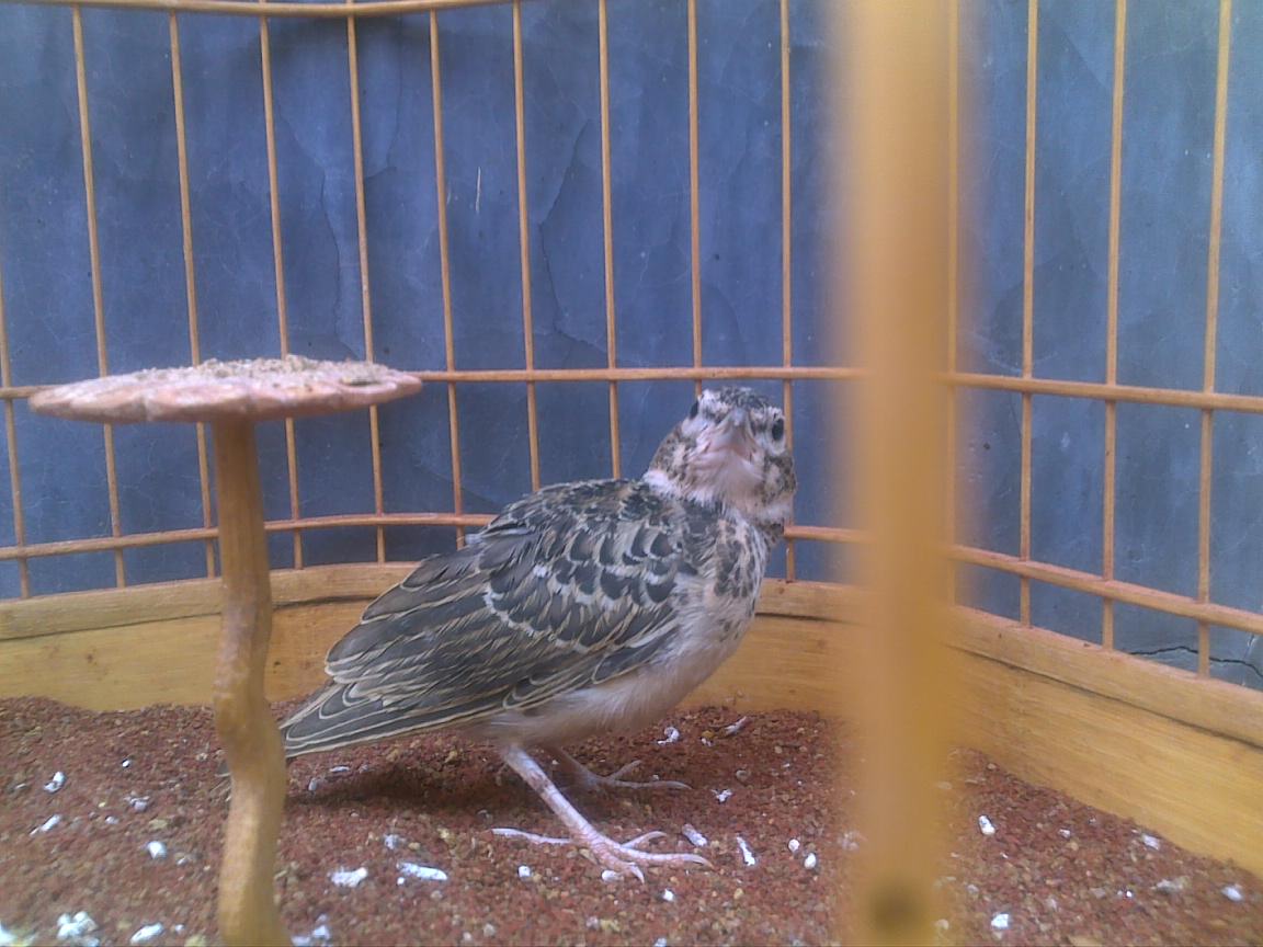  p>二斑百灵(学名:melanocorypha bimaculata)为百灵科百灵属的鸟类.