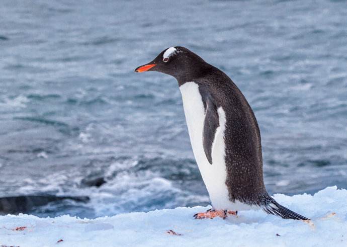 角企鹅属(eudyptes)