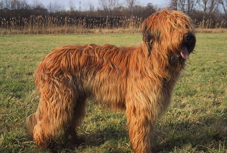 briard