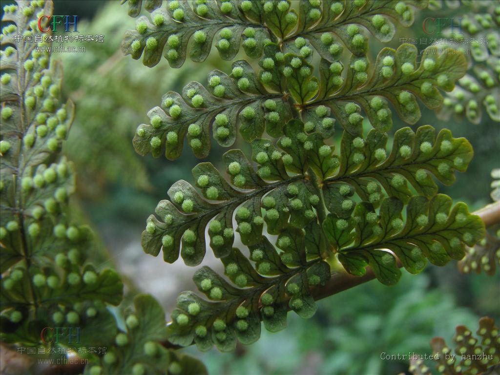  p>鱼鳞蕨植株高常1m以上.