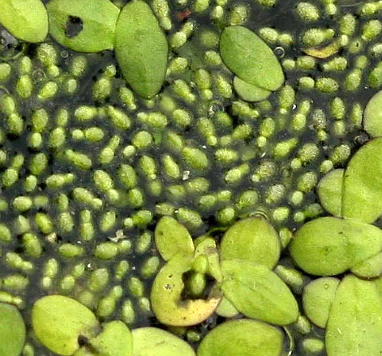 wimmer)是浮萍科,芜萍属飘浮 a target="_blank" href="/item/草本