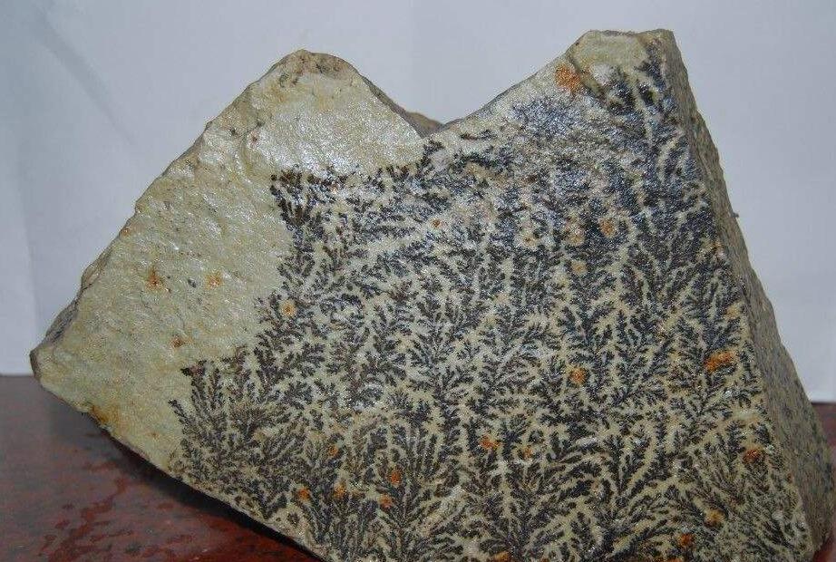  p> b>化石蕨 /b> fossil ferns fossil pteridophytes,蕨类植物是