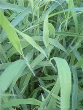  p>毛马唐,别名:黄繸马唐,拉丁文名:digitaria chrysoblephara fig.