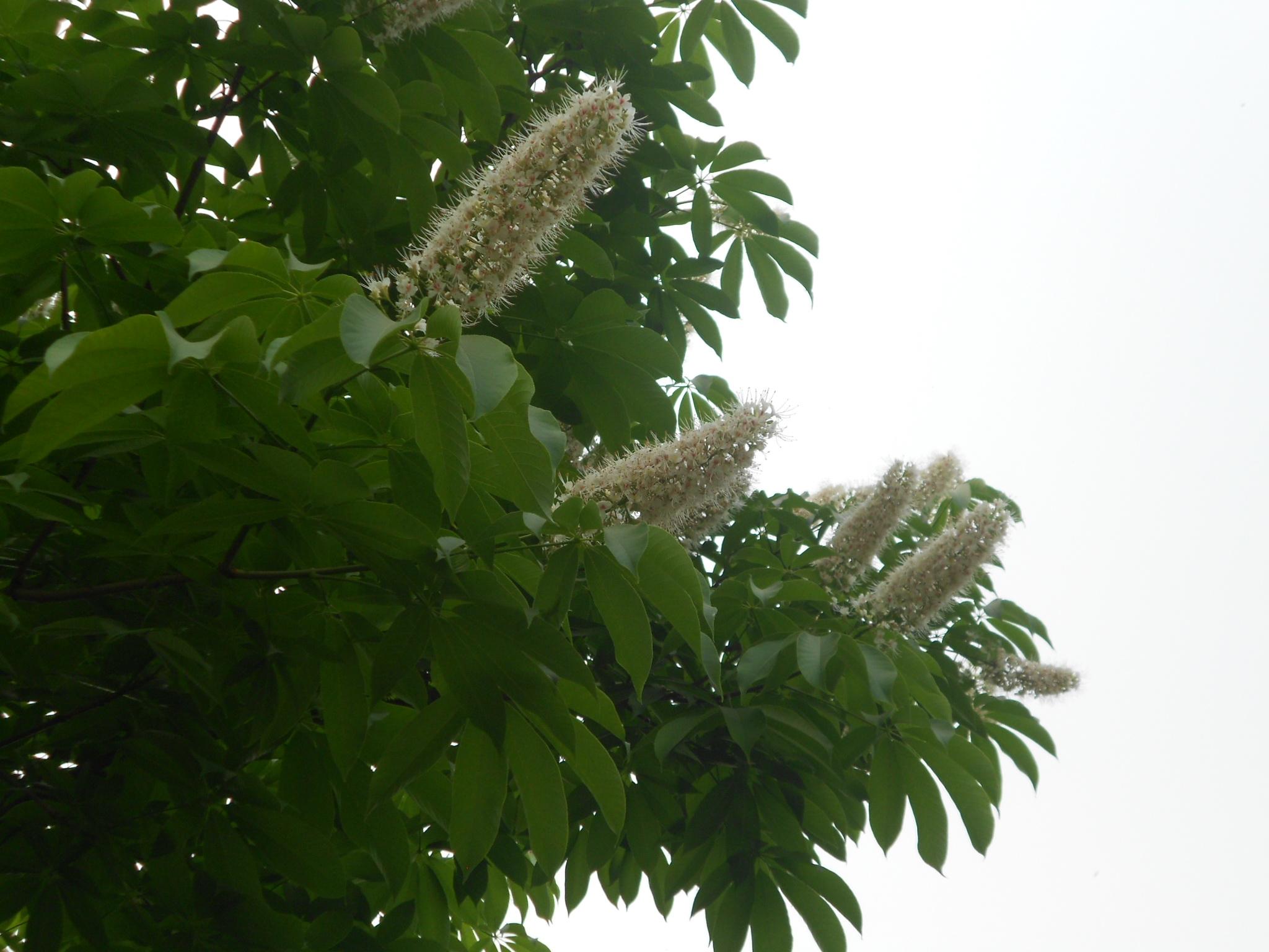 ( i>aesculus chinensis /i> bunge)无患子科七叶树属的落叶乔木 a
