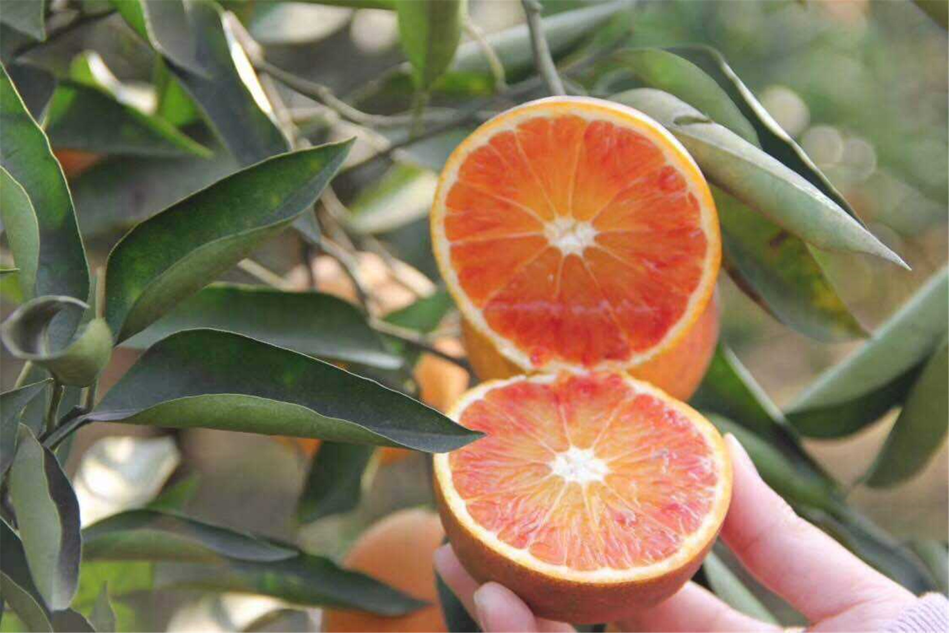  p data-id="gnx3hsajft">血橙(学名: i>citrus sinensis /i>  &amp