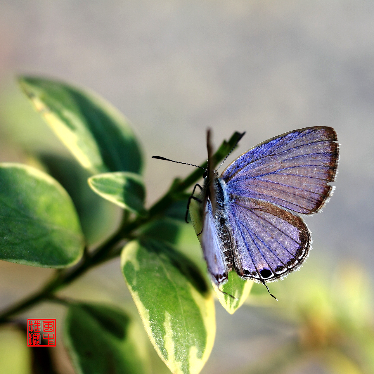 琉璃灰蝶