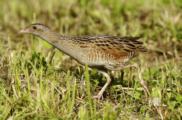  p>长脚秧鸡(学名: i>crex crex /i>):属于鹤形目秧鸡科动物.