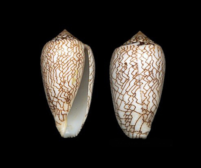  p>江牙织锦芋螺是 a href="#" data-lemmaid="6342608">新腹足目 /a>