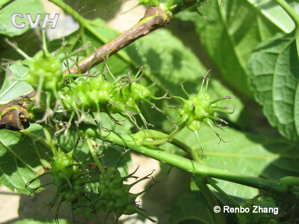  p>长尾半枫荷,是一种 a href="#" data-lemmaid="3278751">半枫荷属 