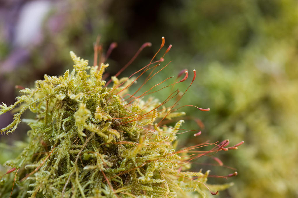  p data-id="gnwjt4743r">大灰藓( i>hypnum