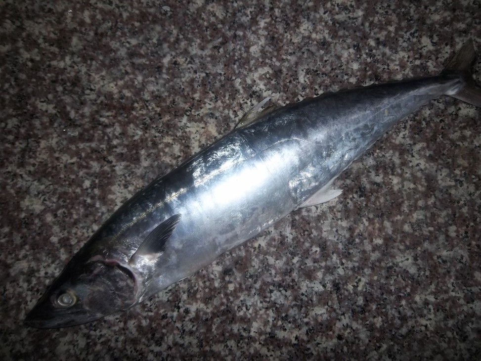  p>中华马鲛, a href="#" data-lemmaid="8074290">学名 /a>: i>