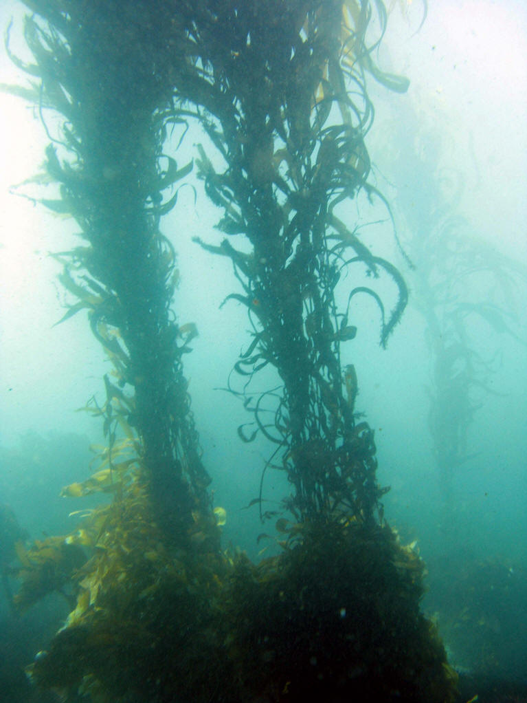  p> a target="_blank" href="/item/水云属为褐藻门">水云属为褐藻门