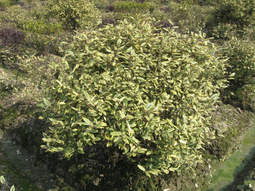  p>披针叶胡颓子,别名: a href="#" data-lemmaid="10486238">大披