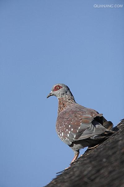  p>斑鸽,亦称鸽子,属于鸟纲鸽形目(columbiformes)鸠鸽科 (columbidae