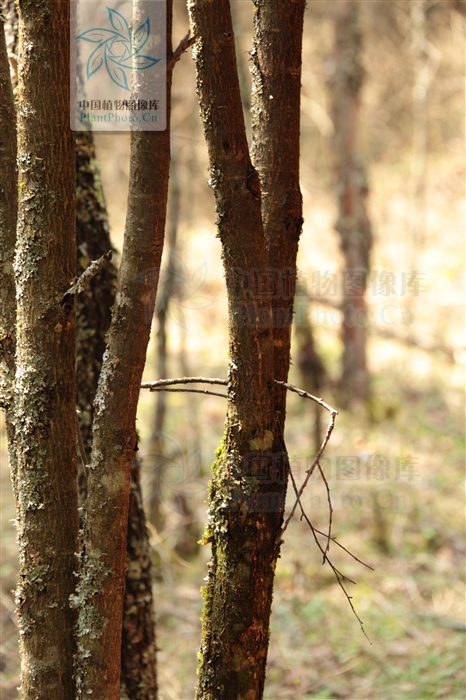  p>湖北花楸(学名:sorbus hupehensis c. k. schneid.