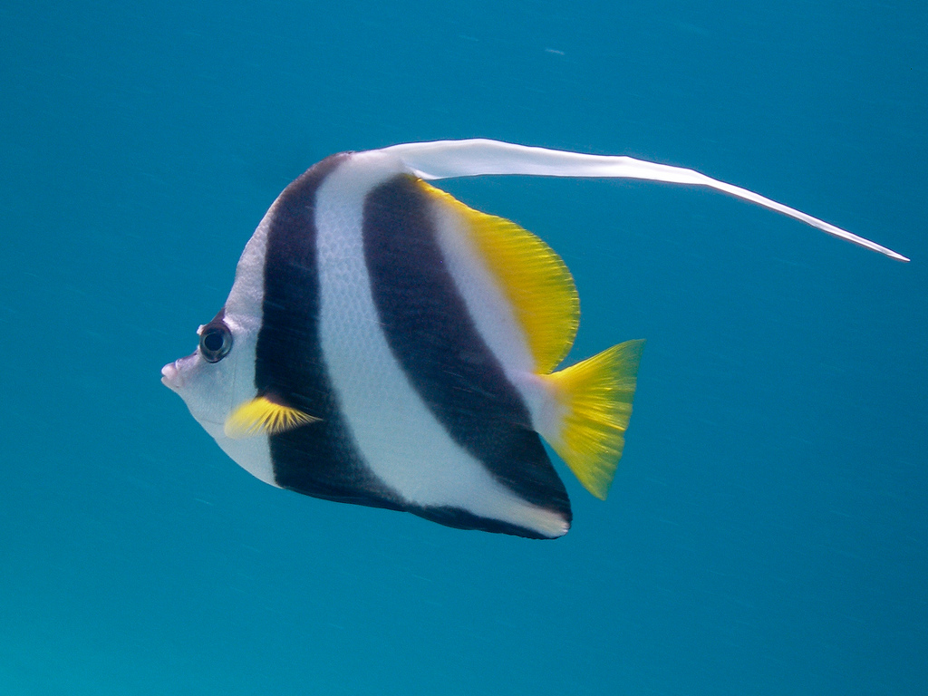 成鱼体甚侧扁,背缘高而隆起,略呈三角形.