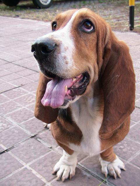  p>巴吉度猎犬(basset hound)也有的称法国短脚猎犬.
