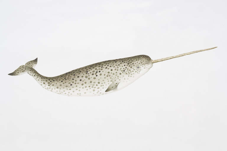  p>一角鲸(学名: i>monodon monoceros /i>)体