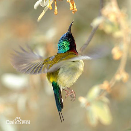  p>叉尾太阳鸟(学名: i>aethopyga latouchii /i>),别称燕尾太阳鸟,是