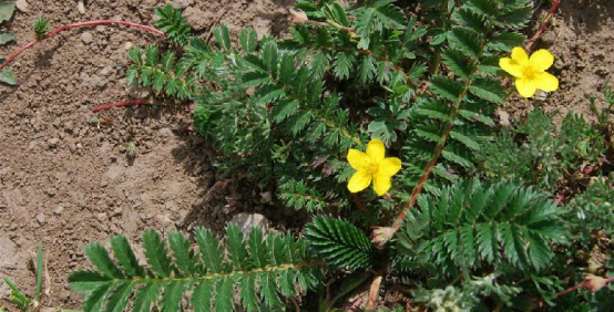 为蔷薇科植物银叶委陵菜 i>potentilla leuconota  /i>d.