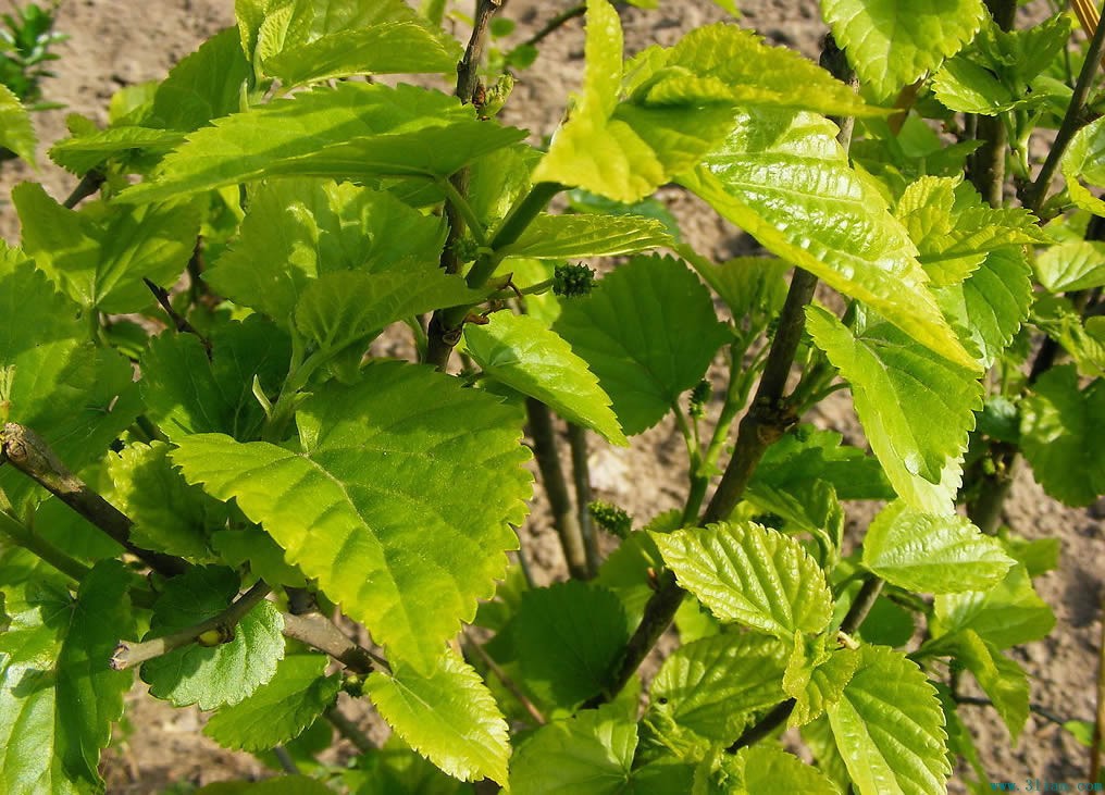  p> a href="#">桑树 /a>( i>morus alba /i> l),又名桑(本草经)家桑