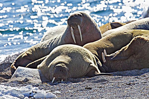 data-lemmaid="2081681">海象科 /a>海象属的一种动物