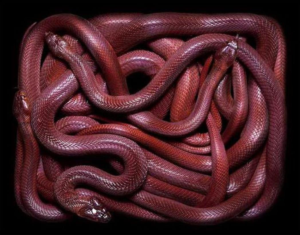 红颈射毒眼镜蛇